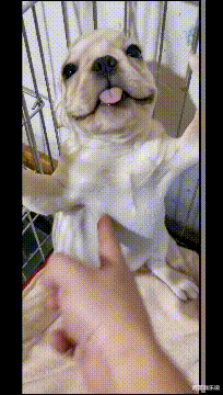 |“下班回家遇到这种情况,请问是先打媳妇还是先打娃?”哈哈哈