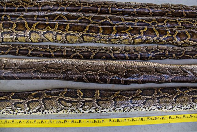緬甸蟒在美國泛濫，幾十萬條大蛇難逢敵手，全職獵人也無計可施-圖7