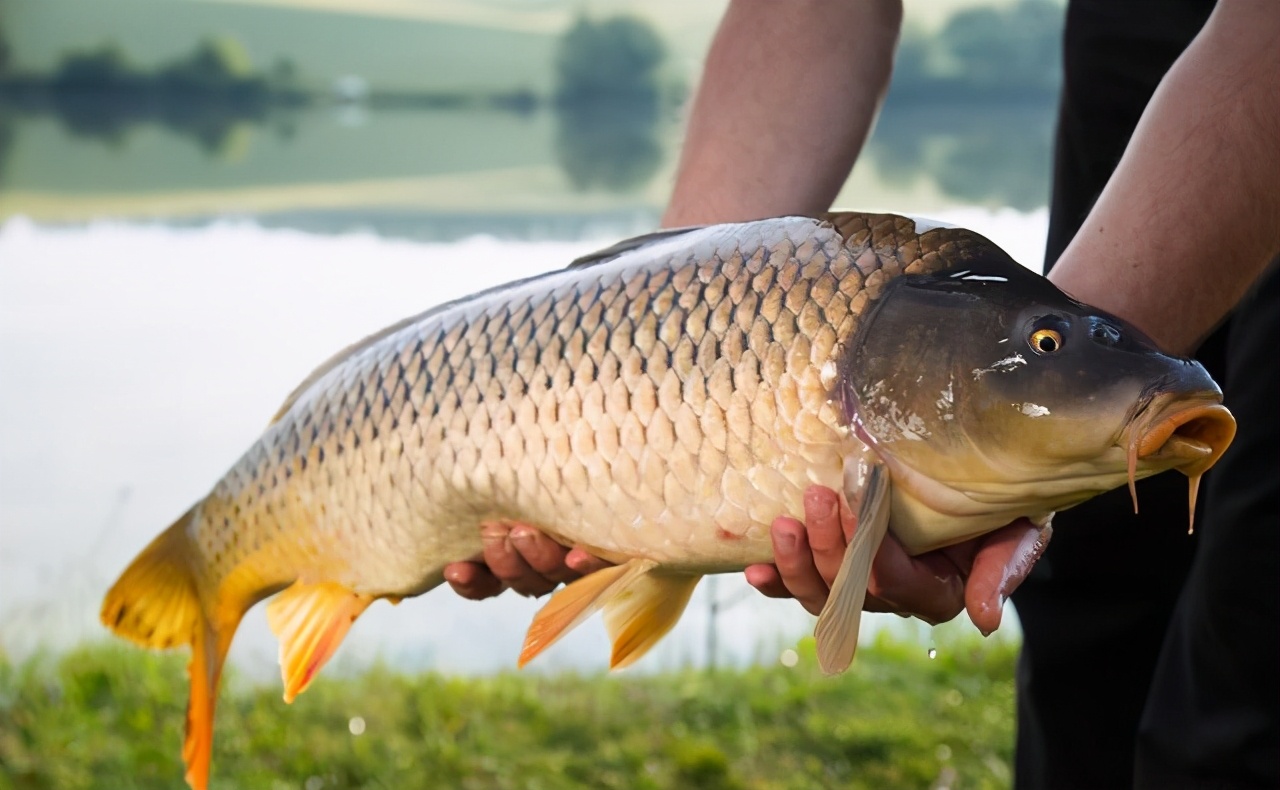 退休|初钓黑坑,细读8个知道,掌握4个技巧