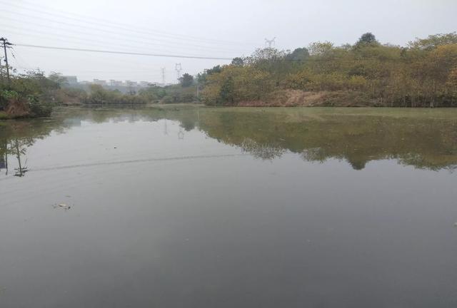 蔡嘉宇宝妈日记|在水产养殖中,轮虫是合适的开口饵料,但是在喂食的过程中不会导致鱼苗患上轮虫病吗?