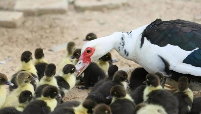 后代 鹅和鸭杂交后,会不会产生“后代”?竟然有人做过相关实验
