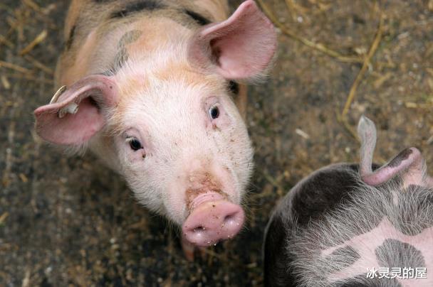 生肖|4大生肖从5月旺到12月,2021一路上不差钱,属羊人排第一