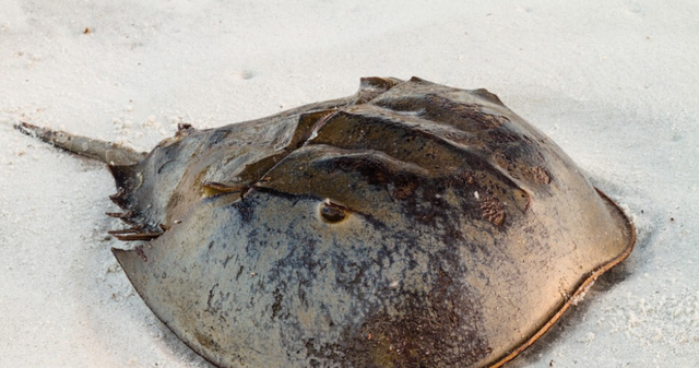  活了4亿年的“活化石”！拥有蓝色血液，却没能躲过人类“魔爪”