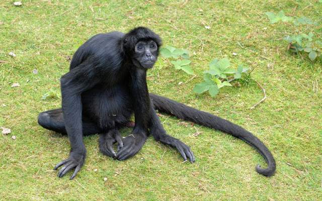 蜘蛛猴，因相当细长的四肢和尾巴而得名