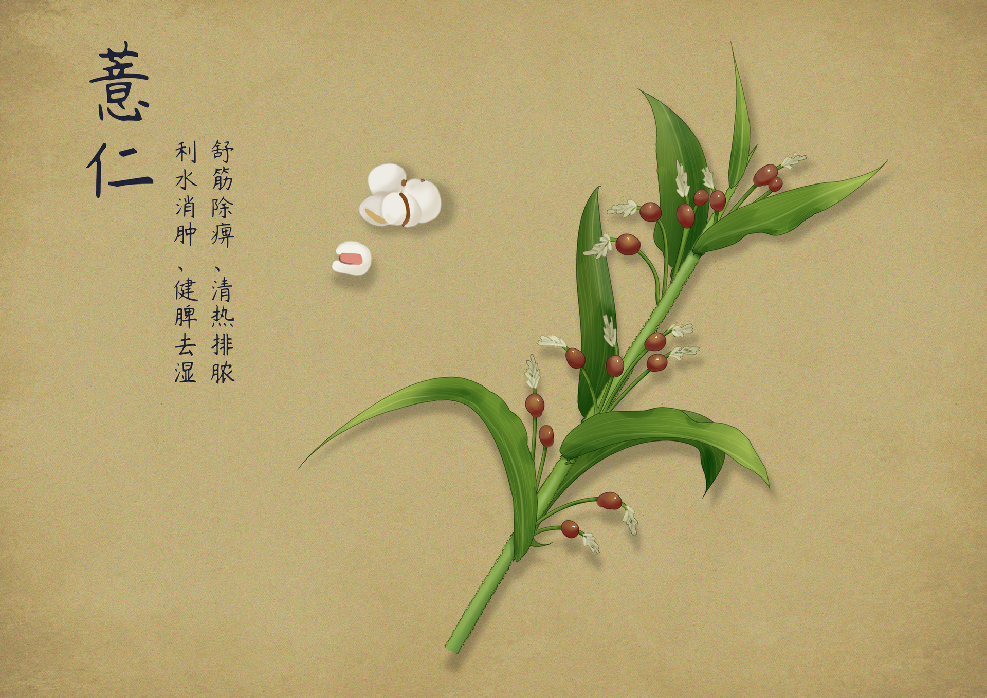 宜唐院外 世界传统医药日|传统医药知多少