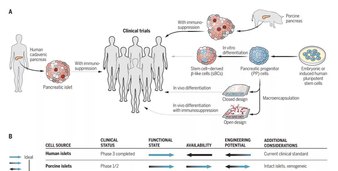 干细胞在糖尿病领域展望:MSCs到iPSCs,再生医学的自我颠覆之路