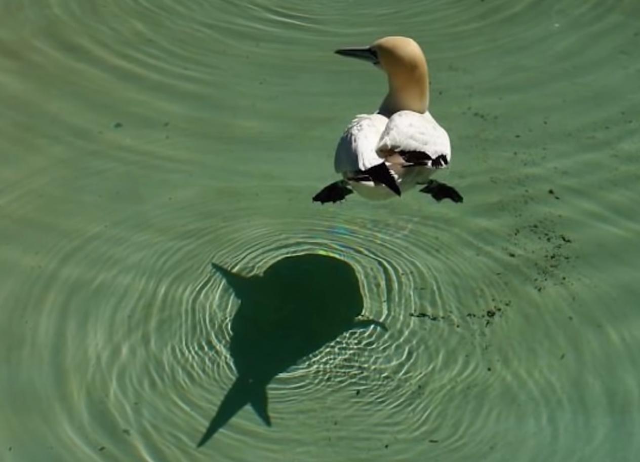 海之归墟|32张不可思议的照片,证明影子也会“骗人”
