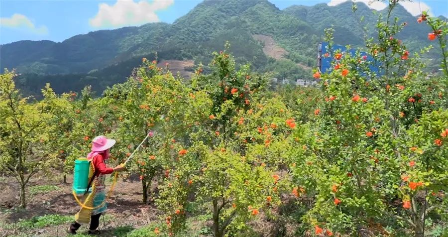 贵州出行 初夏与“榴花”