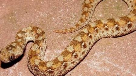 毒蛇 杀人最多3种毒蛇，对人类危害大，竟然没有眼镜王蛇、黑曼巴蛇！