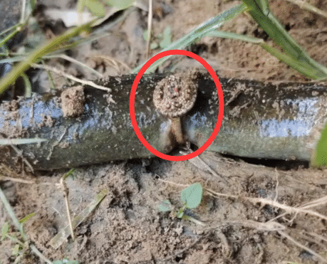 应届毕业生|“好像知道成吉思汗能干到欧洲的原因了！中间那人一米八！”哈哈哈