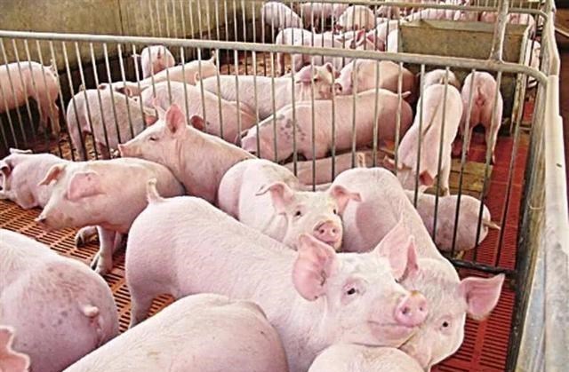 生猪价格 五月猪价“腰斩”,粮价下跌,六月会大幅反弹吗?