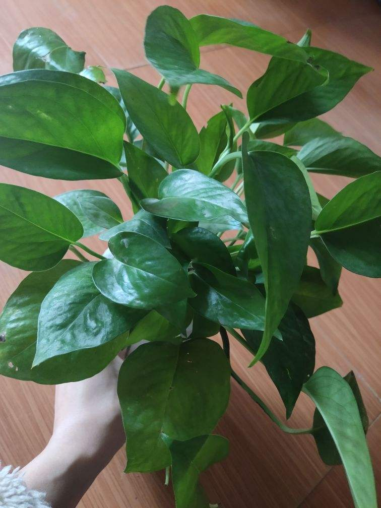 花百科 4种花10月份要及时翻盆，今年才会继续开花，不然全烂在盆里