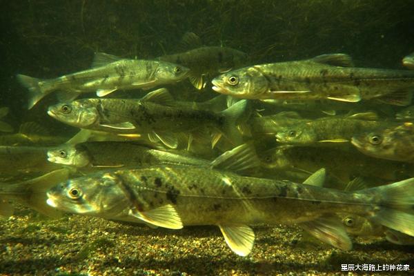 大别山 西藏1500多个湖中,有多达8亿公斤的鱼,为什么无人敢吃?