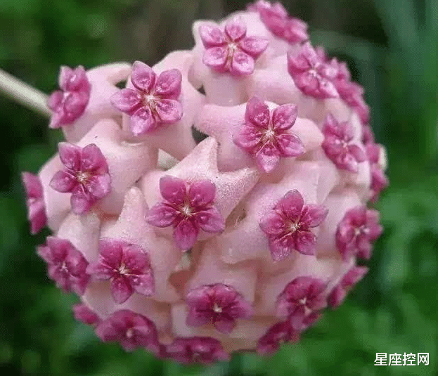 星座控网|一家子有哪几个属相，几代人生意红火，家底子越来越厚实