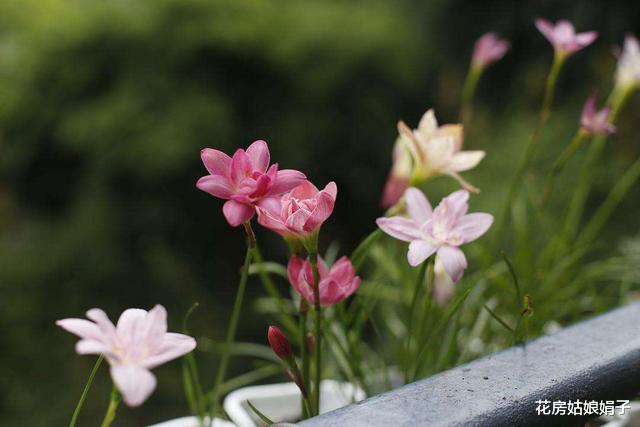 6种花，早该进封闭阳台养殖“黑名单”，不要再当宝，该弃就弃了