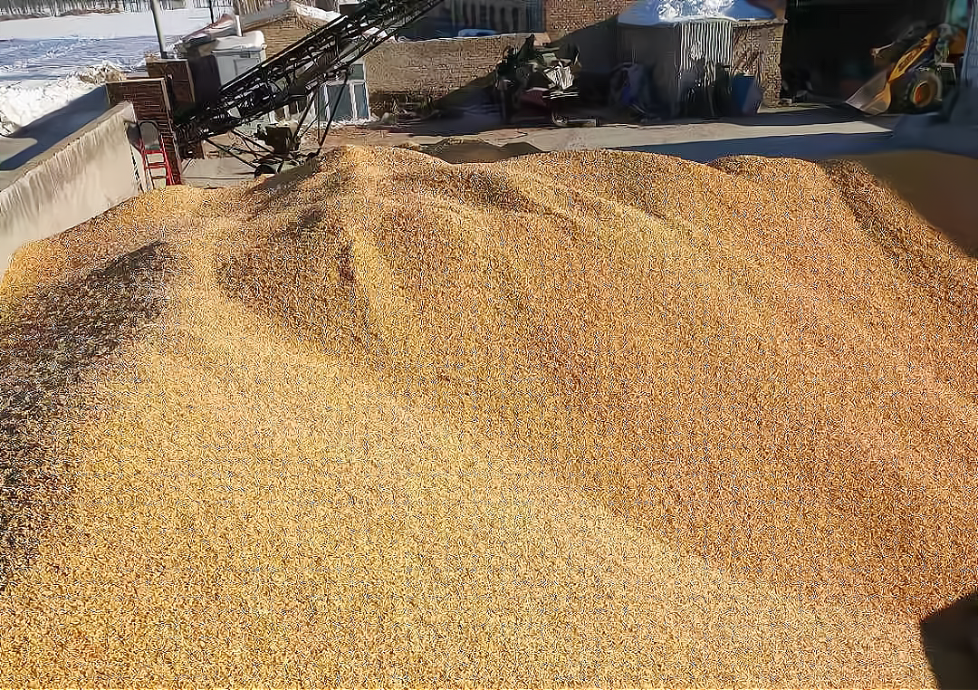 水稻 玉米价格涨不动了!小麦、水稻会跟随下滑吗?1月23日粮价