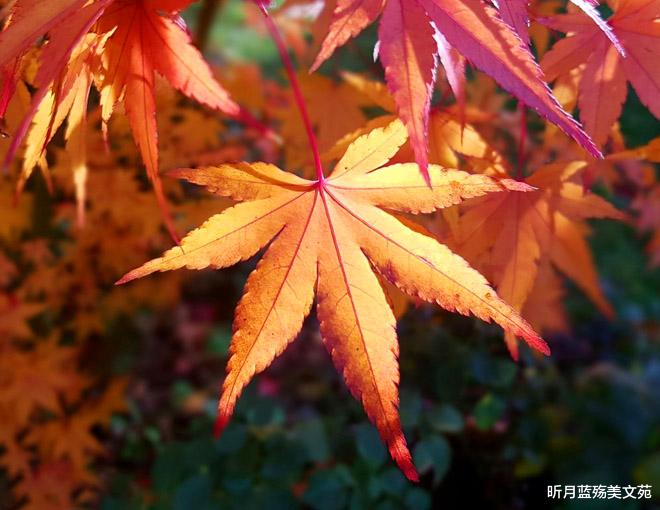 昕月蓝殇美文苑 秋意浓，你在心中，便是晴天