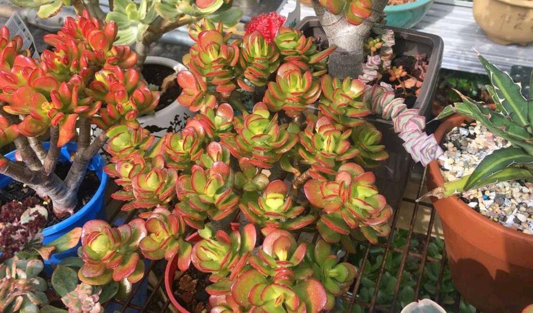 园艺印象|姬红花月叶色红艳又喜庆，比传统玉树观赏性更胜一筹