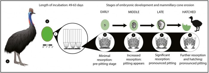 鹤鸵 更新世晚期的人类可能在1.8万年前开始饲养“世界上最危险的鸟”