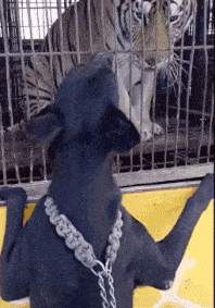 风云视角|搞笑GIF: 得妻如此 夫复何求