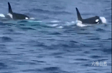 虎鲸 日本海域发现两头罕见的虎鲸，一身白色的虎鲸，鲸群并不排斥它们