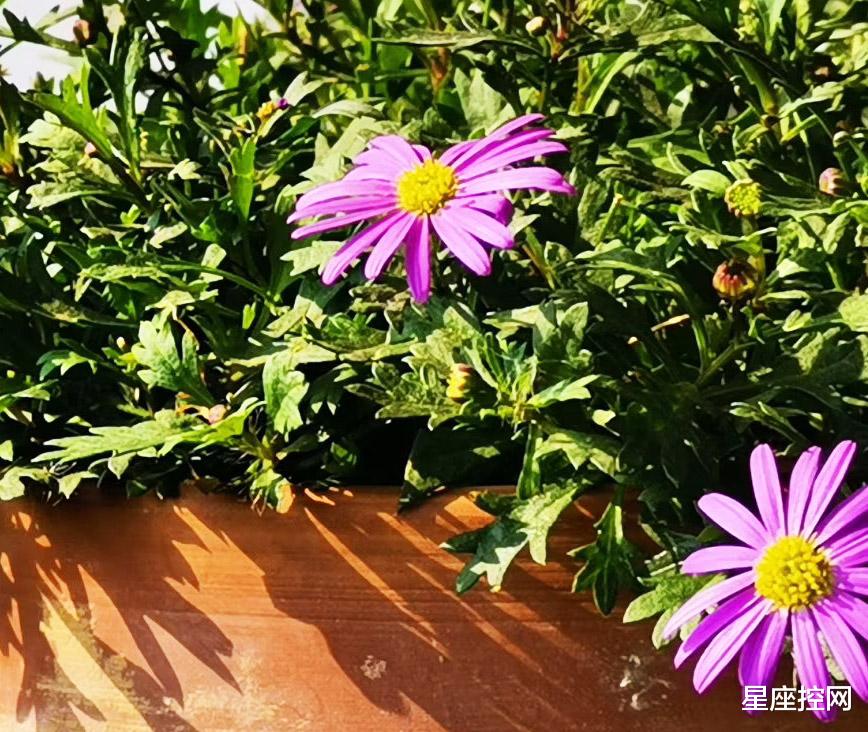 |哪些日子出生的人，事业蒸蒸日上，不走下坡路，前景广阔光明