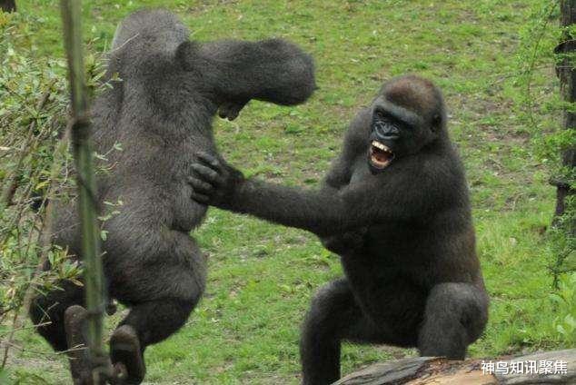  动物园里人类打架，引发动物模仿？别闹，人类学动物的多了去了