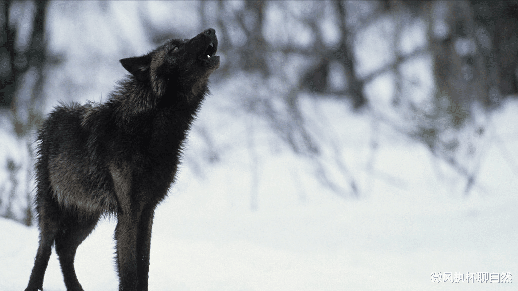 微风执杯聊自然|狼群围村，狗群沸腾，哑巴黑犬用一声狼嚎止住了大战，却要被吊死