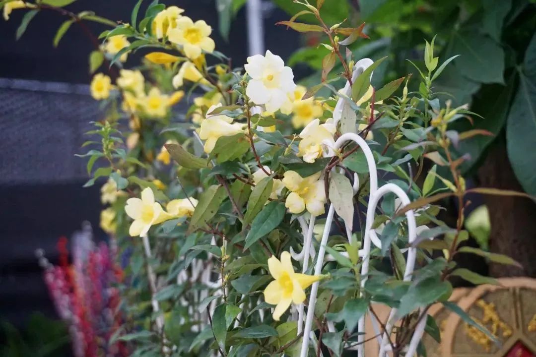 植物|闻香识花之法国香水