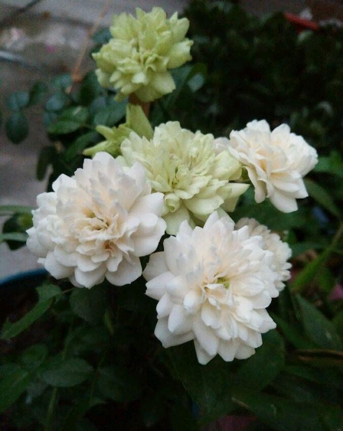 家居设计小居居|比栀子花还漂亮的月季，香气胜过茉莉，家里放一盆，比养玫瑰强！