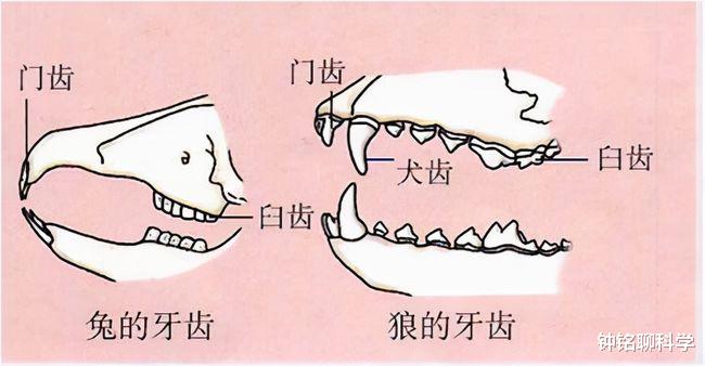 巧合还是必然?大多数雄性动物为什么交配和排泄共用一个器官?