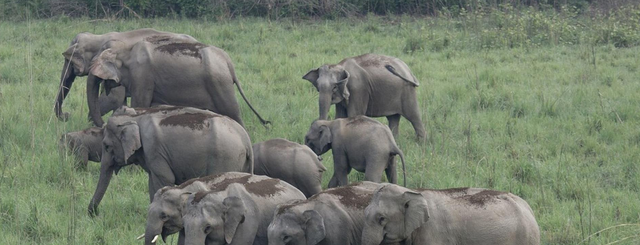 蛋白质 为什么偷猎者不取老死大象身上的象牙，而是选择健康的大象？