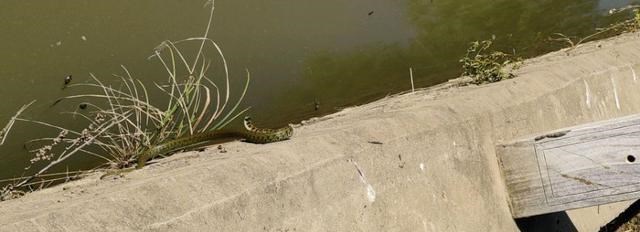 |水蛇、花蛇、眼镜蛇,频繁有人钓鱼钓到蛇,该怎么应对?