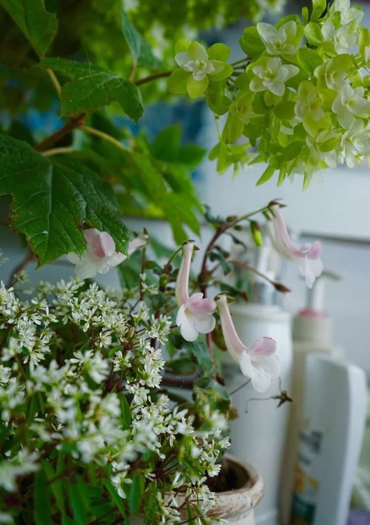 |3㎡的阳台能干嘛？这个宿舍小阳台花园或许会惊艳到你，看看吧！