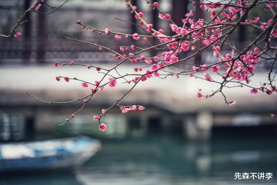 先森不讲李 春节宁波两大赏梅胜地，月湖公园和奉化新建村，你更喜欢哪里呢？