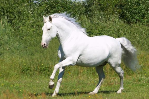 豆豆星说|天赋高，反应快，能成大事的生肖，头脑灵活，一点就通，特别有慧根