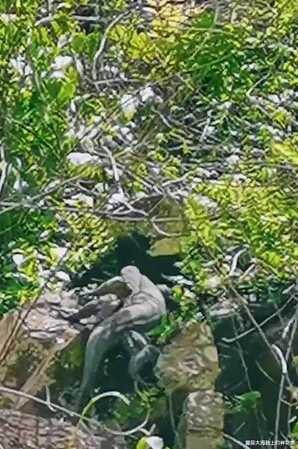  巨石滚落，寿命150年的“五爪金龙”意外现身，云南发现国宝巨蜥