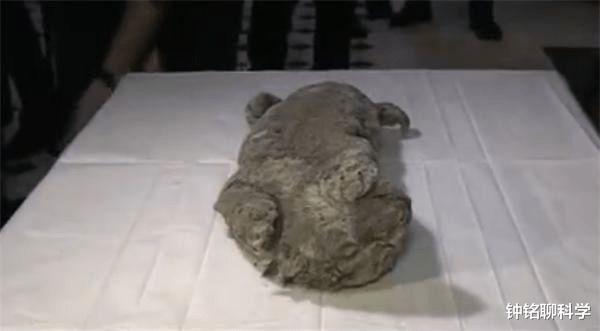 北极 北极又现史前遗骸，2.8万年前幼狮遗骸保存完整，对人类可不是好事