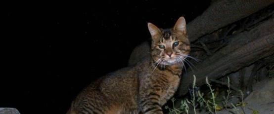 梓琪育儿说|广西出现罕见一级保护动物，村民围观热议，它到底是什么来头？