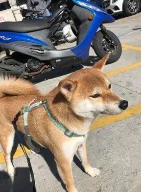 小姐姐 美女等红灯时被猥亵，回头一看…原来是个“咸狗手”！