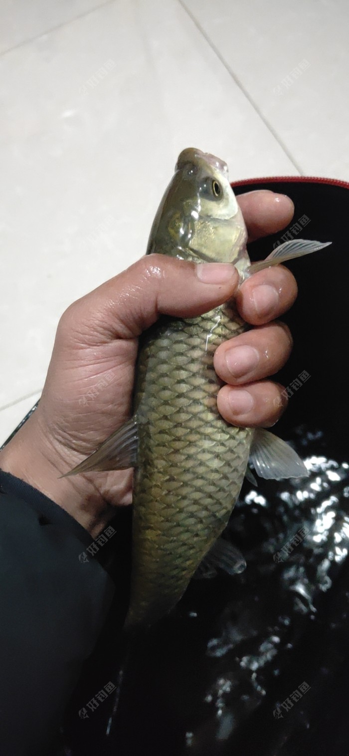 水库|今年最后一钓了，从新手到现在所有鱼获