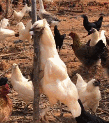 大城小乐故事 女生千万别在大风天穿裙子，很容易原形毕露的，长点心吧！哈哈哈哈