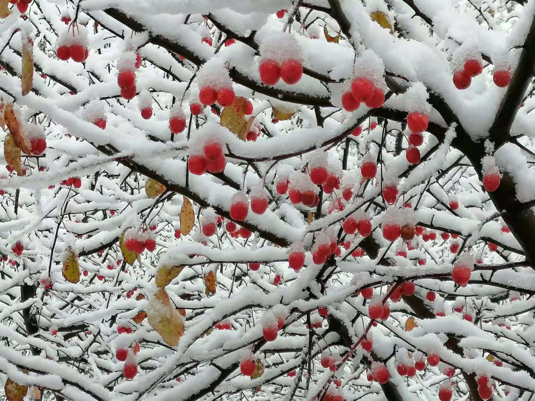 |初雪后的妖娆