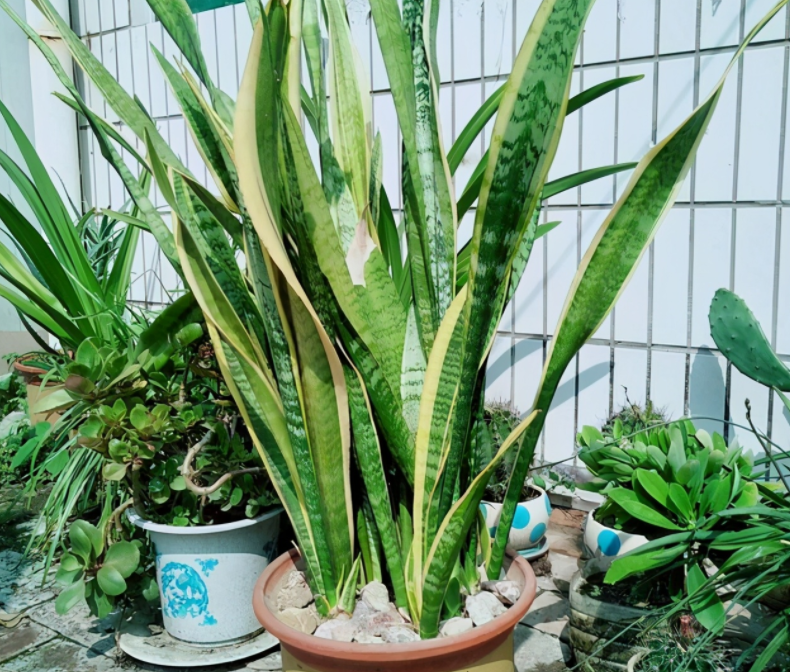 |厨房里哪些东西是虎皮兰喜欢的，可在盆栽期间用上？