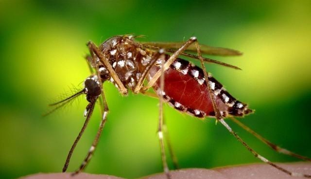 蚊子 蚊子在地球上究竟有什么用？如果全部灭绝，会有什么严重后果？