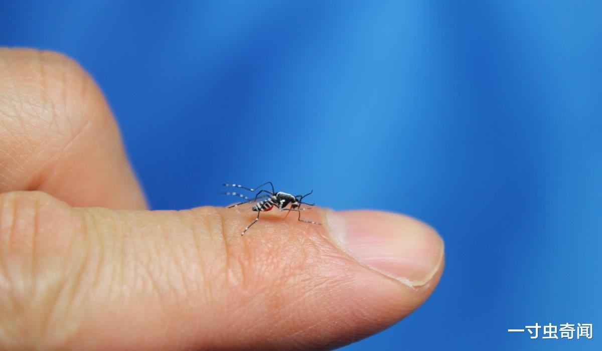蚊子 蚊子：三分天下的吸血狂魔，蚊子为何总叮你？又该如何正确防蚊？