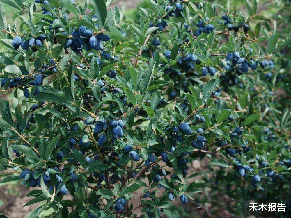 衰老|儿时常吃的零食,如今却成高端水果,农民:炒作的,种了都卖不动