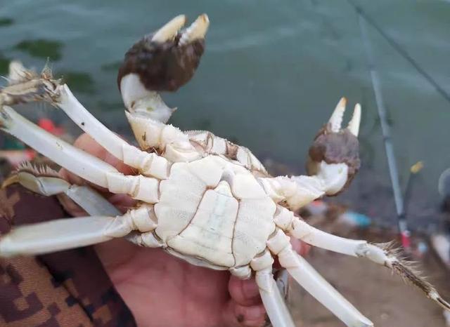 饵料|盘点6种“重口味”饵料，看起来恶心但鱼儿却十分喜爱