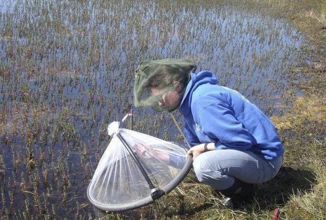 蚊子 世界上蚊子密度最大的地方，不是非洲而是北极，它们如何生存的？