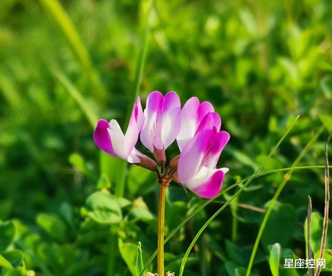 星座控网|哪些时间出生之人,进入8月后,滚滚钱财入囊中,富贵盈门